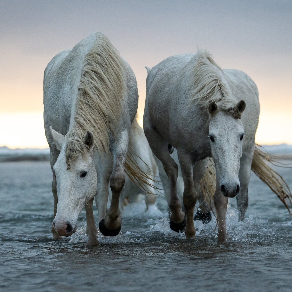 Обои природа, море, пара, белые, лошади, кони, nature, sea, pair, white, horse, horses разрешение 6144x3771 Загрузить