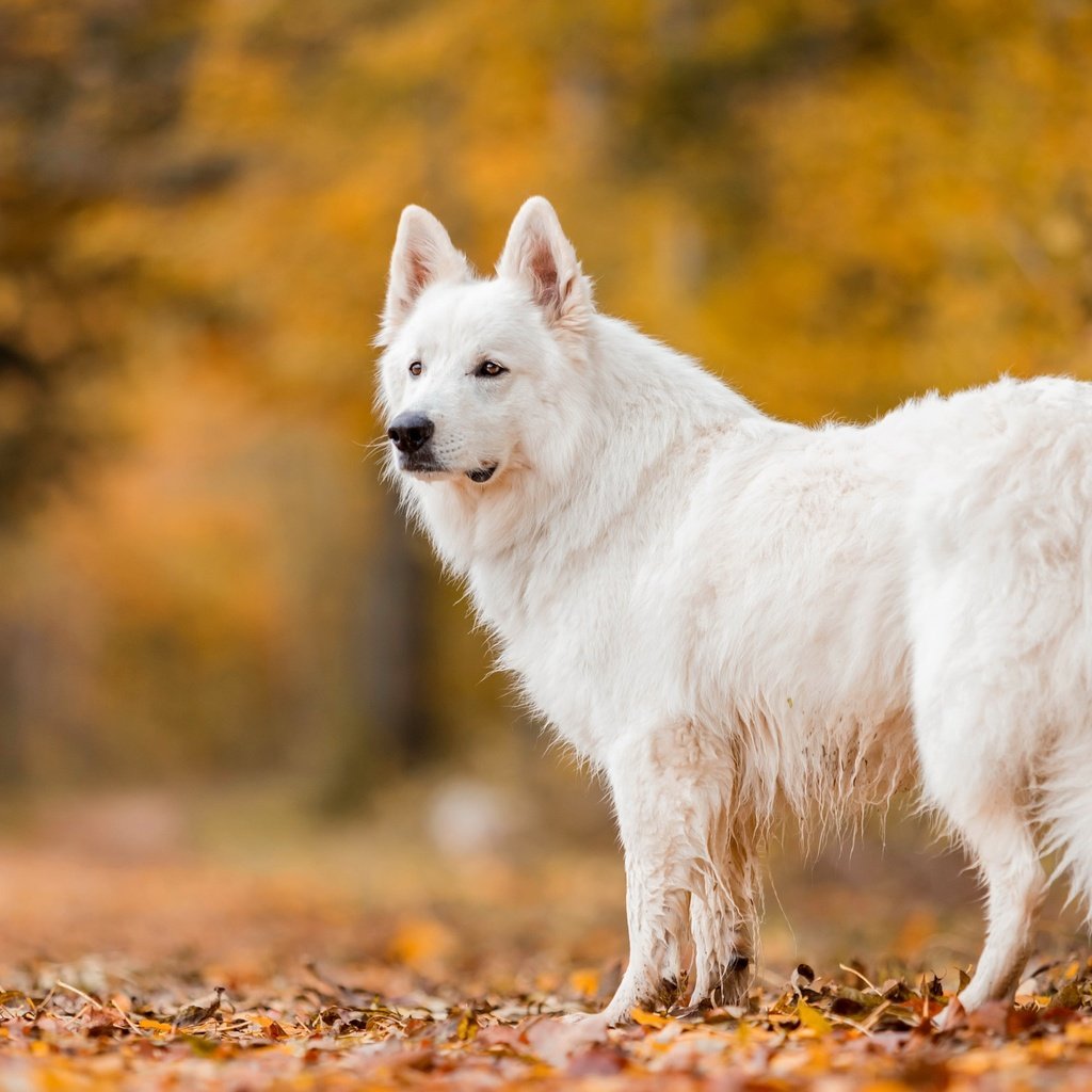 Обои природа, осень, собака, nature, autumn, dog разрешение 3840x2160 Загрузить