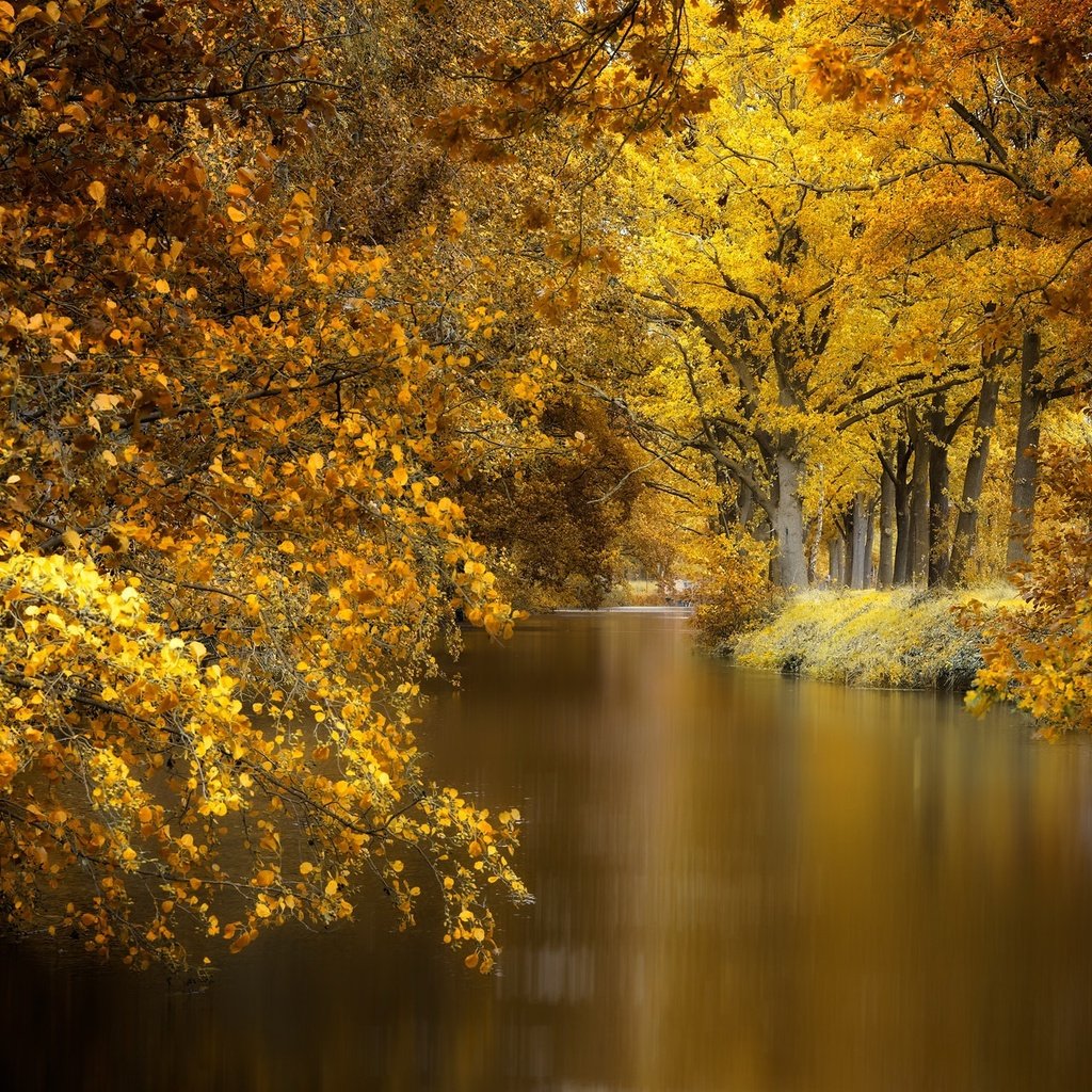 Обои деревья, природа, парк, осень, пруд, trees, nature, park, autumn, pond разрешение 2048x1280 Загрузить