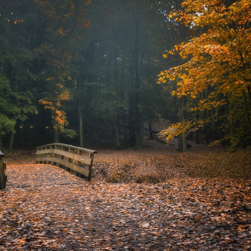 Обои природа, парк, nature, park разрешение 3840x2160 Загрузить