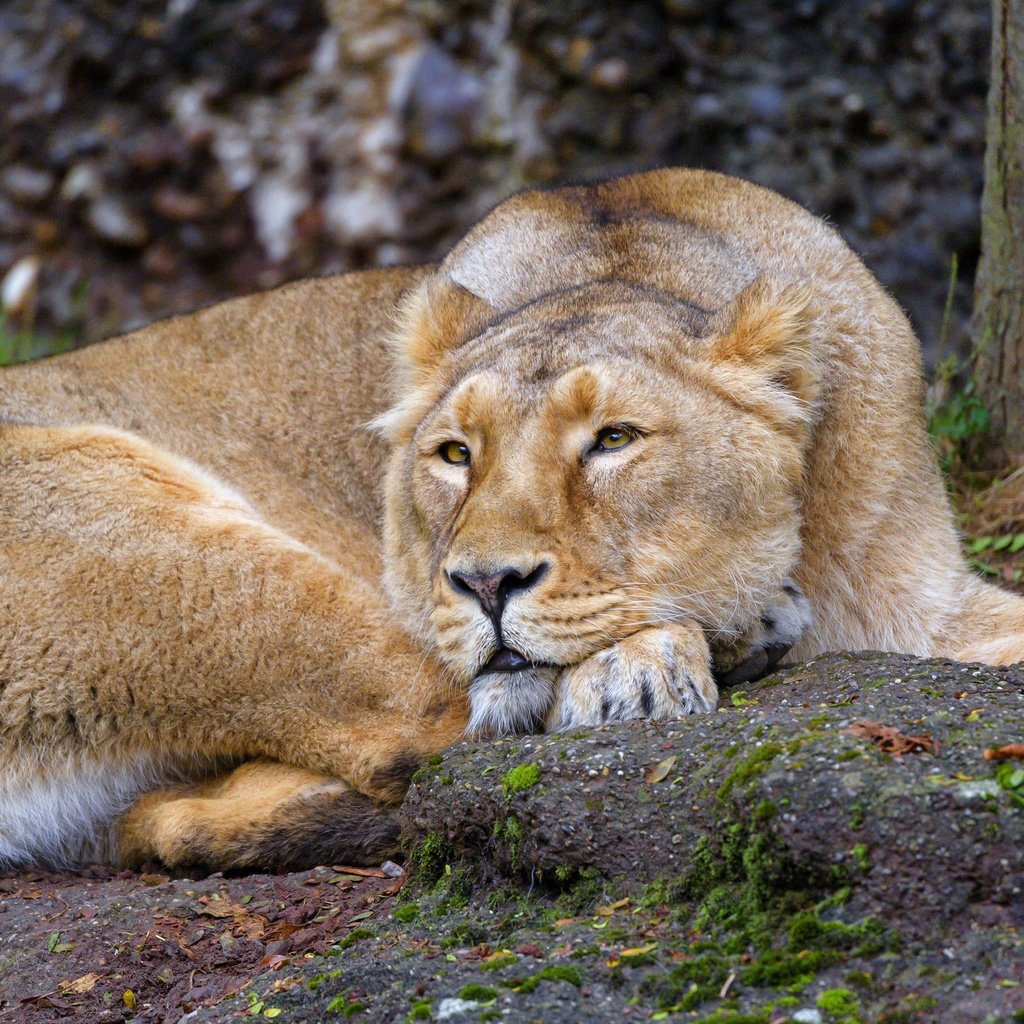 Обои природа, поза, лежит, отдых, львица, nature, pose, lies, stay, lioness разрешение 3840x2160 Загрузить