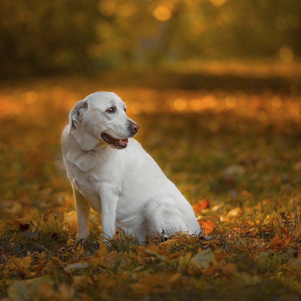 Обои природа, собака, nature, dog разрешение 2048x1365 Загрузить