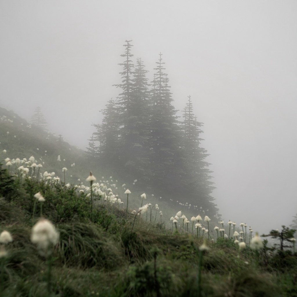 Обои природа, туман, осень, nature, fog, autumn разрешение 3840x2160 Загрузить