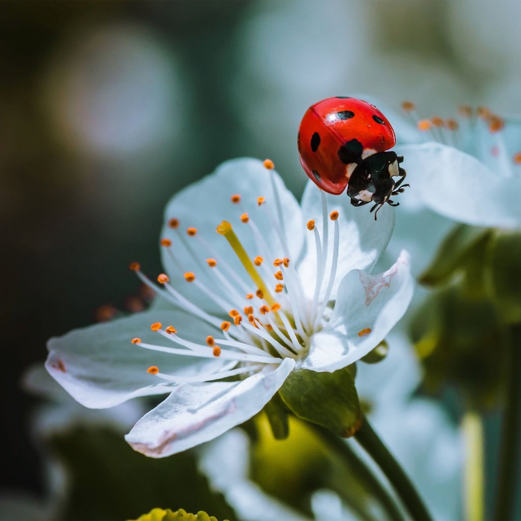 Обои природа, жук, макро, насекомое, божья коровка, весна, цветки, nature, beetle, macro, insect, ladybug, spring, flowers разрешение 3000x2000 Загрузить