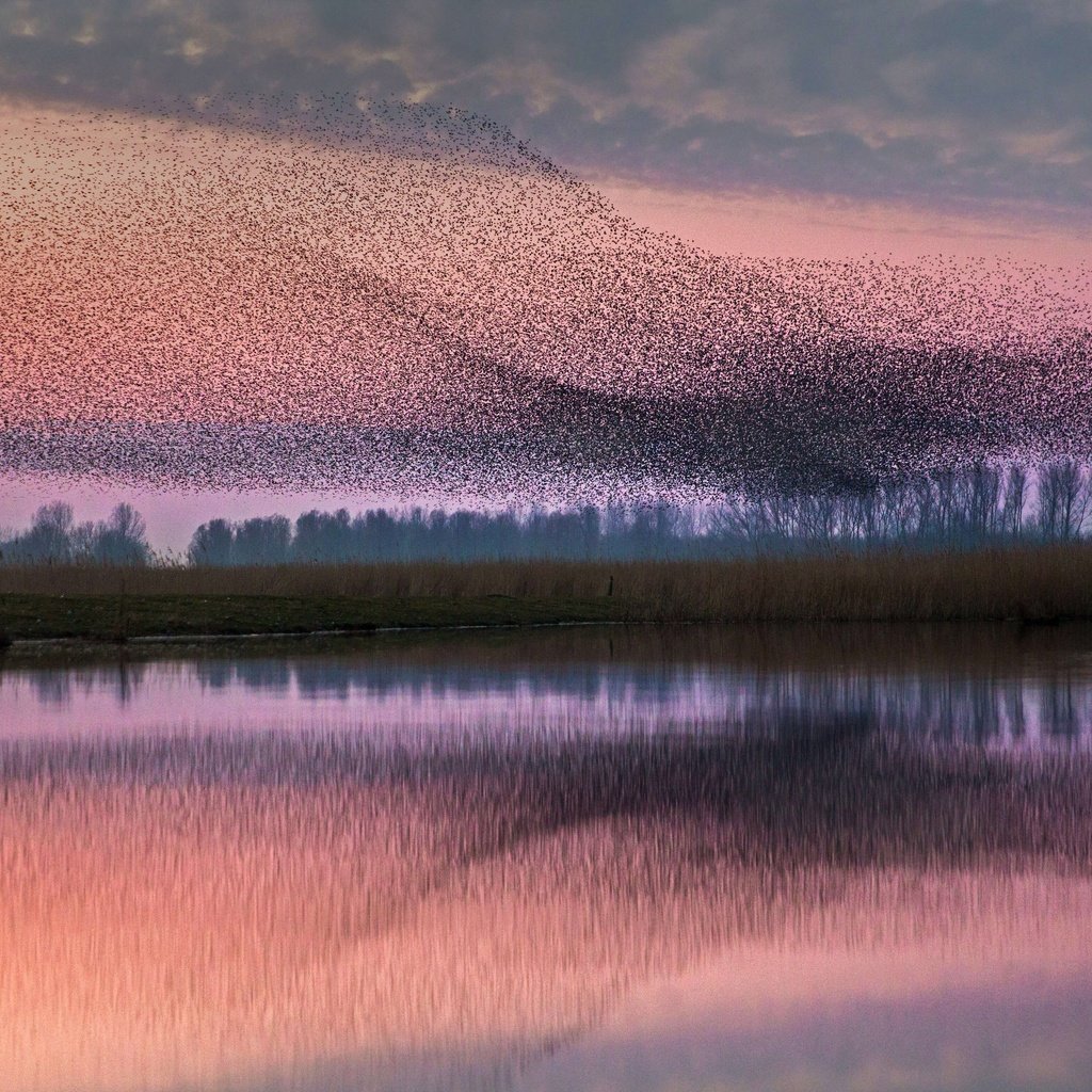 Обои птицы, стая, нидерланды, скворцы, birds, pack, netherlands, starlings разрешение 5542x3117 Загрузить