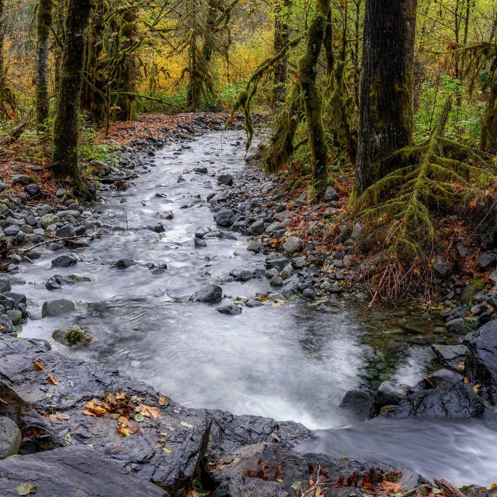 Обои река, лес, осень, river, forest, autumn разрешение 3840x2160 Загрузить