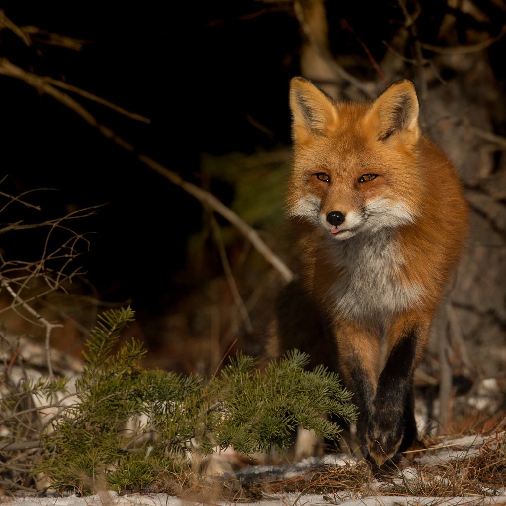 Обои снег, природа, хвоя, зима, ветки, взгляд, лиса, темный фон, snow, nature, needles, winter, branches, look, fox, the dark background разрешение 3883x2621 Загрузить