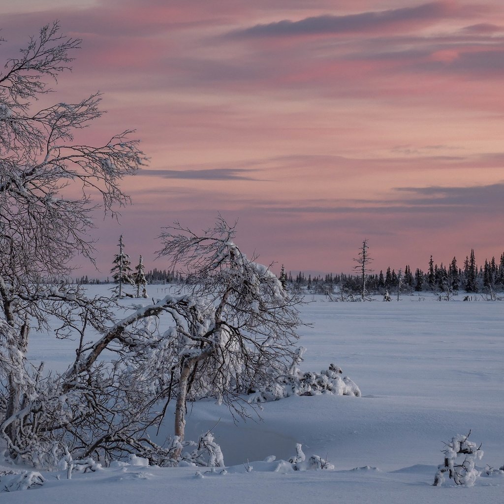 Обои снег, закат, зима, snow, sunset, winter разрешение 3840x2160 Загрузить