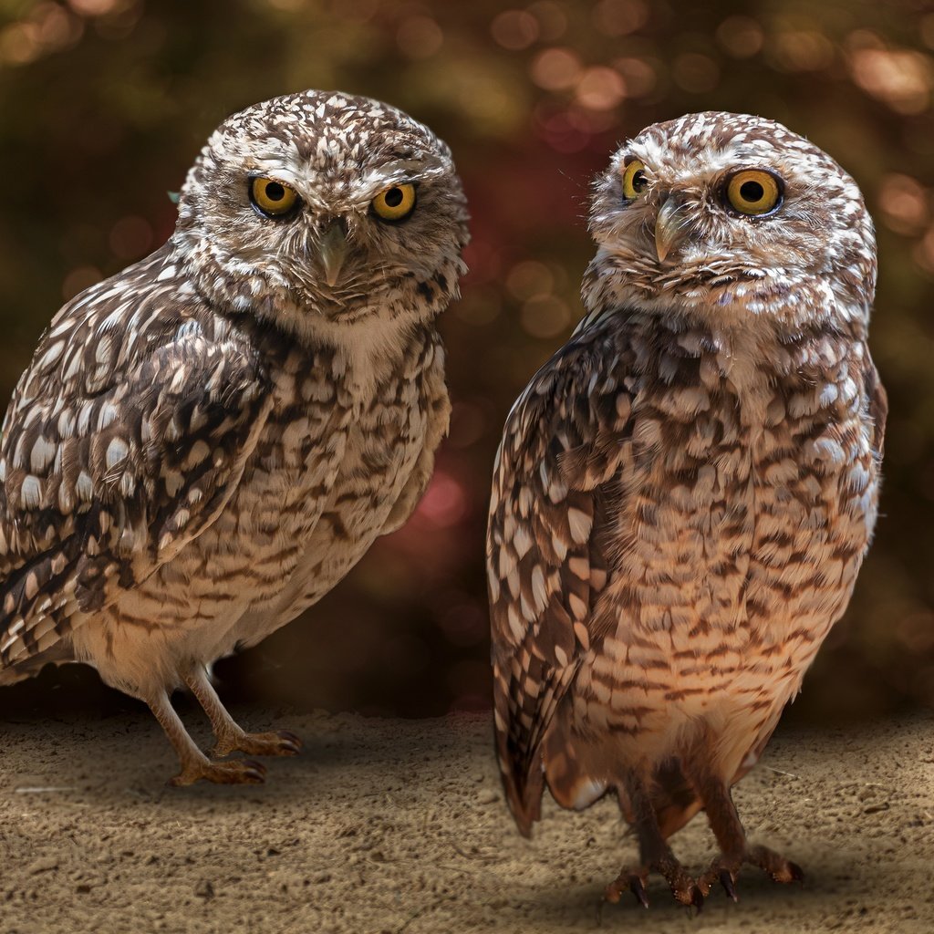 Обои сова, взгляд, птицы, боке, совы, сыч, сычи, owl, look, birds, bokeh, owls разрешение 3840x2560 Загрузить