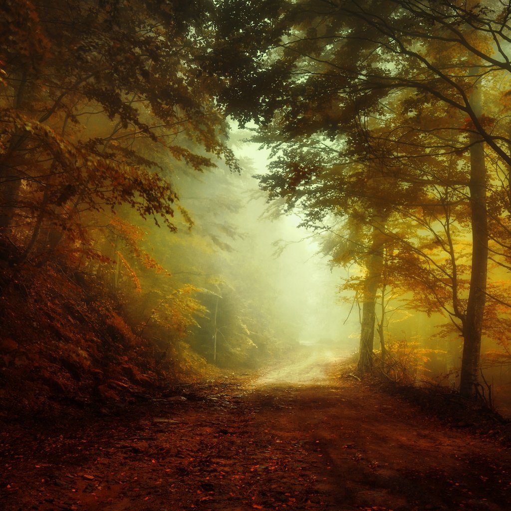 Обои свет, дорога, лес, утро, туман, осень, light, road, forest, morning, fog, autumn разрешение 3840x2160 Загрузить