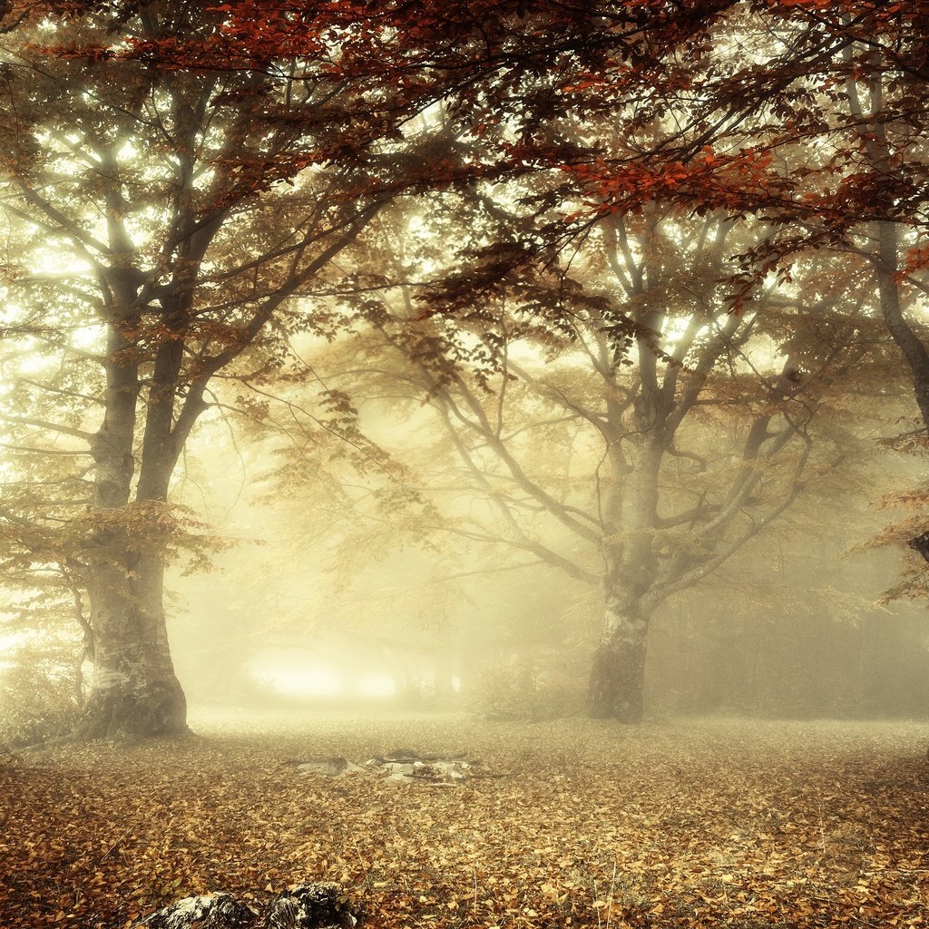 Обои свет, лес, утро, туман, ветки, листва, осень, light, forest, morning, fog, branches, foliage, autumn разрешение 3840x2160 Загрузить