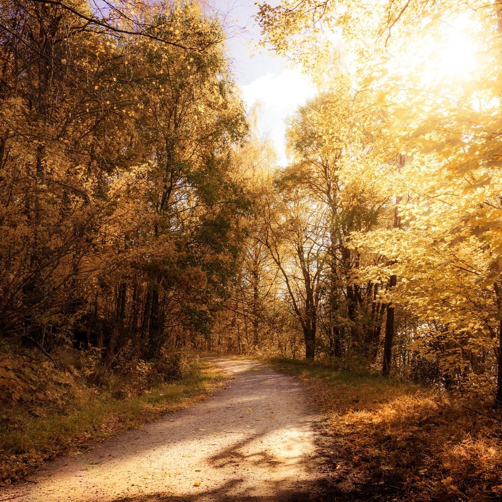 Обои свет, природа, лес, осень, light, nature, forest, autumn разрешение 2048x1152 Загрузить