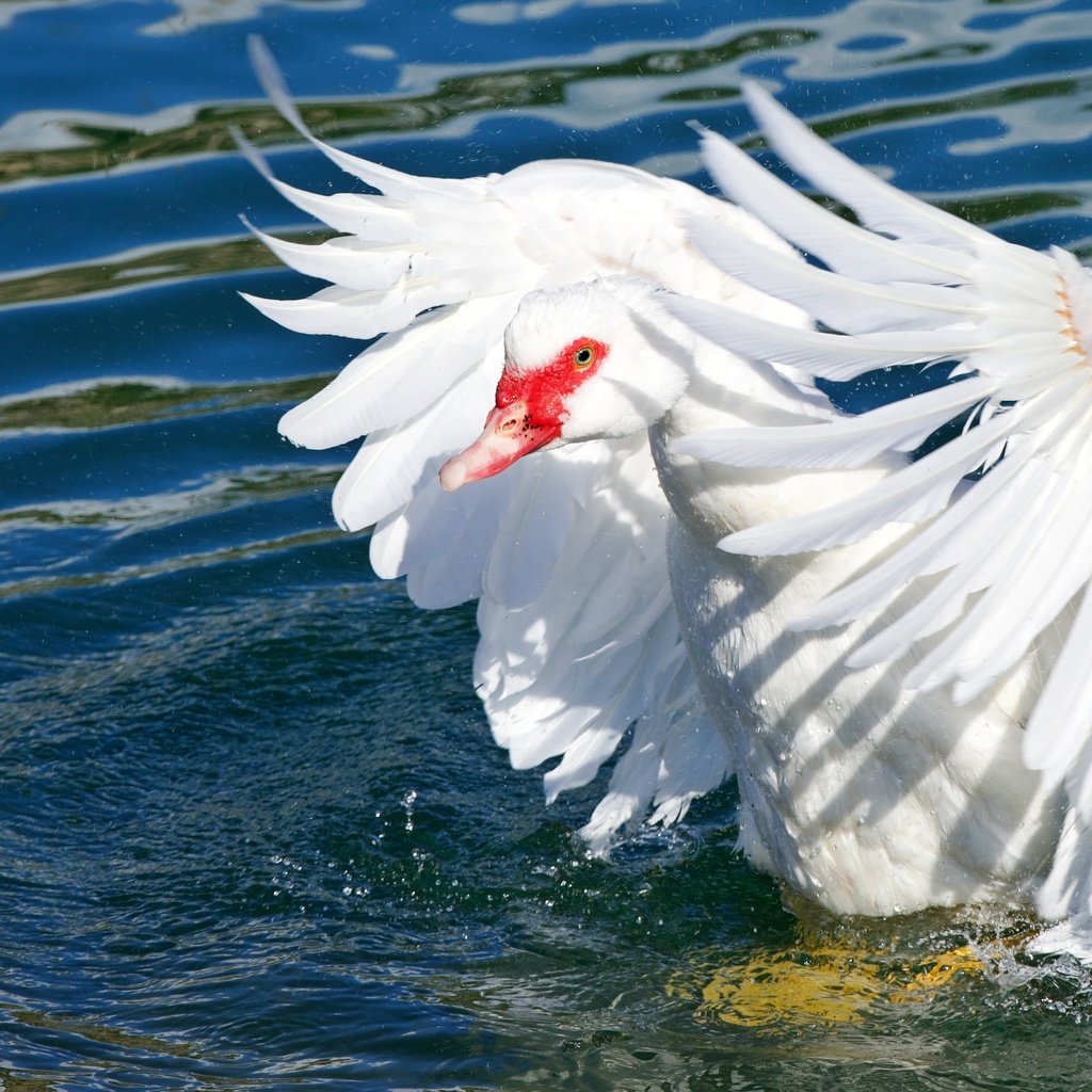 Обои свет, вода, водоем, птица, перья, гусь, взмах крыльев, light, water, pond, bird, feathers, goose, flap разрешение 4267x2847 Загрузить