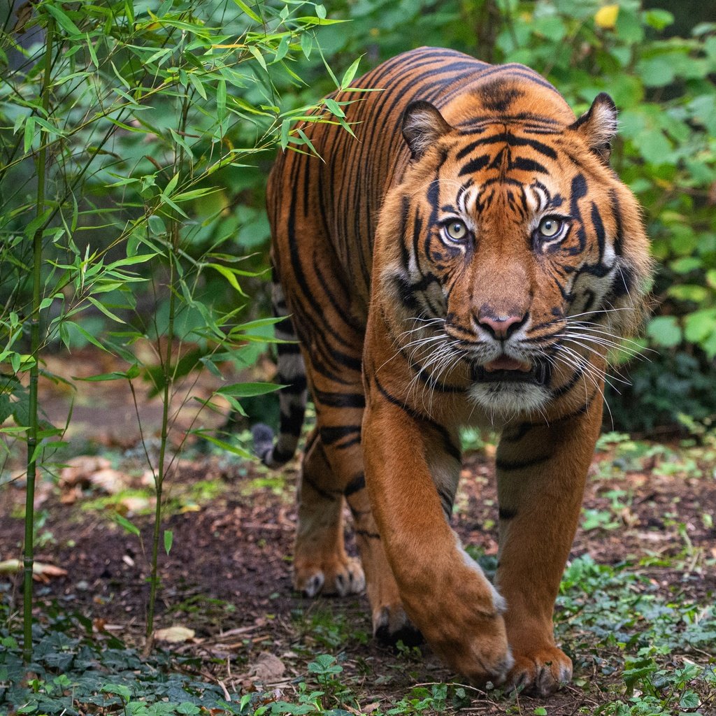 Обои тигр, морда, листья, поза, кусты, взгляд, прогулка, крадётся, tiger, face, leaves, pose, the bushes, look, walk, sneaks разрешение 4824x3216 Загрузить
