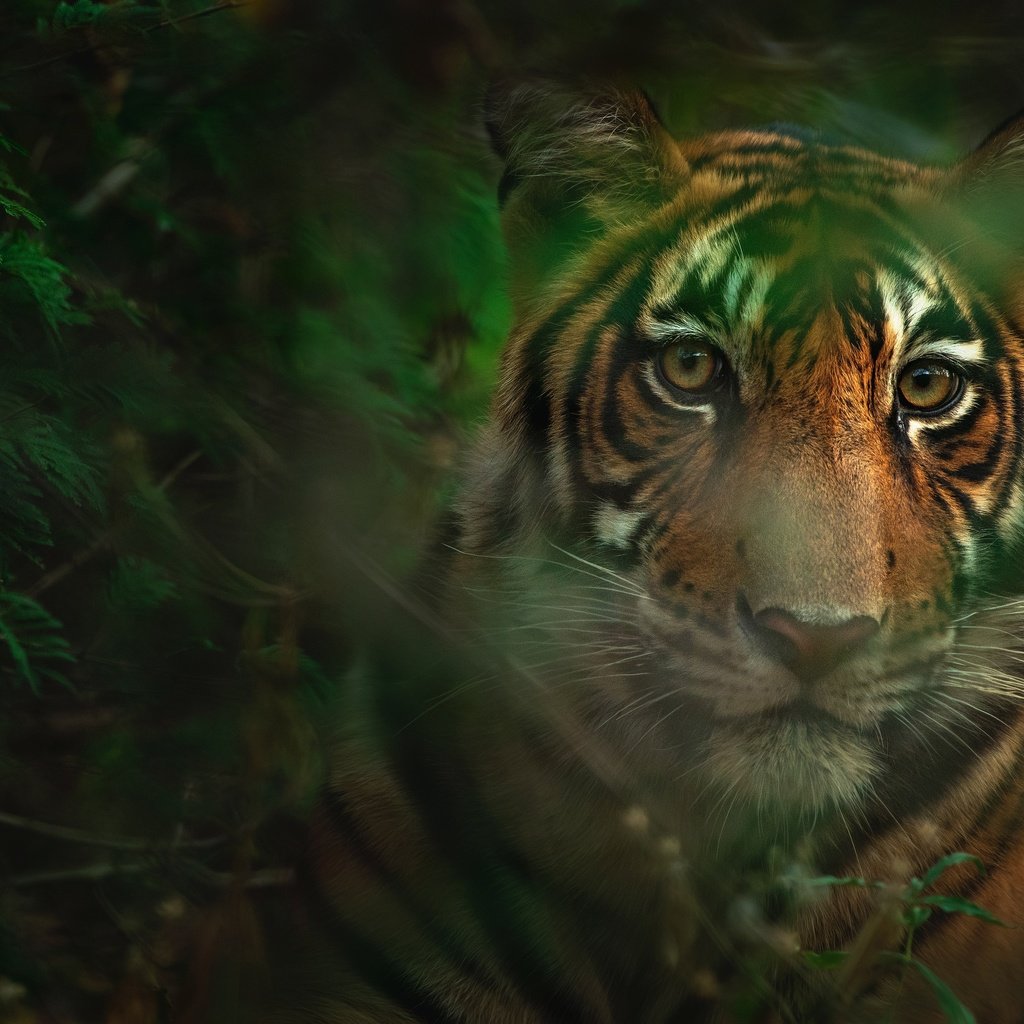 Обои тигр, морда, листья, взгляд, боке, tiger, face, leaves, look, bokeh разрешение 4636x3091 Загрузить