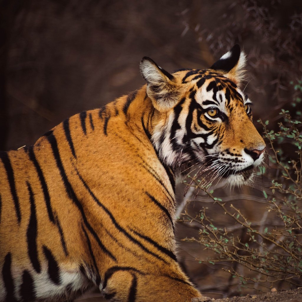 Обои тигр, морда, ветки, темный фон, tiger, face, branches, the dark background разрешение 3840x3072 Загрузить
