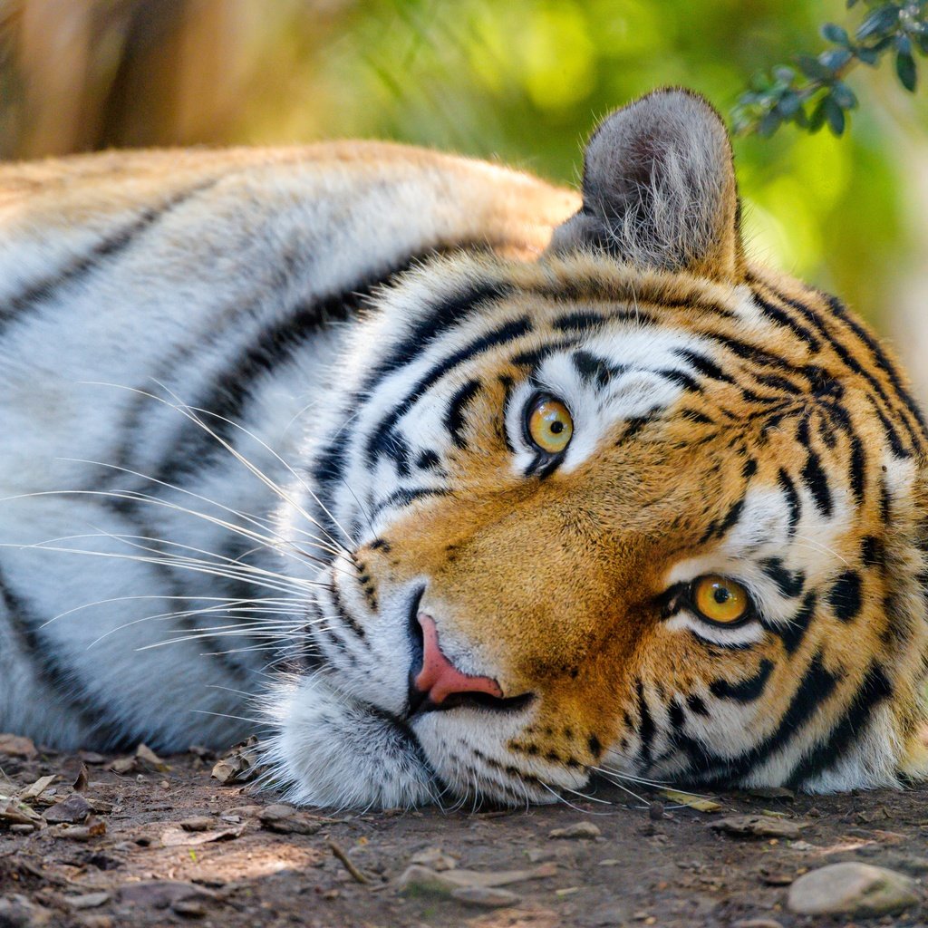 Обои тигр, морда, взгляд, дикая кошка, tiger, face, look, wild cat разрешение 5190x3460 Загрузить