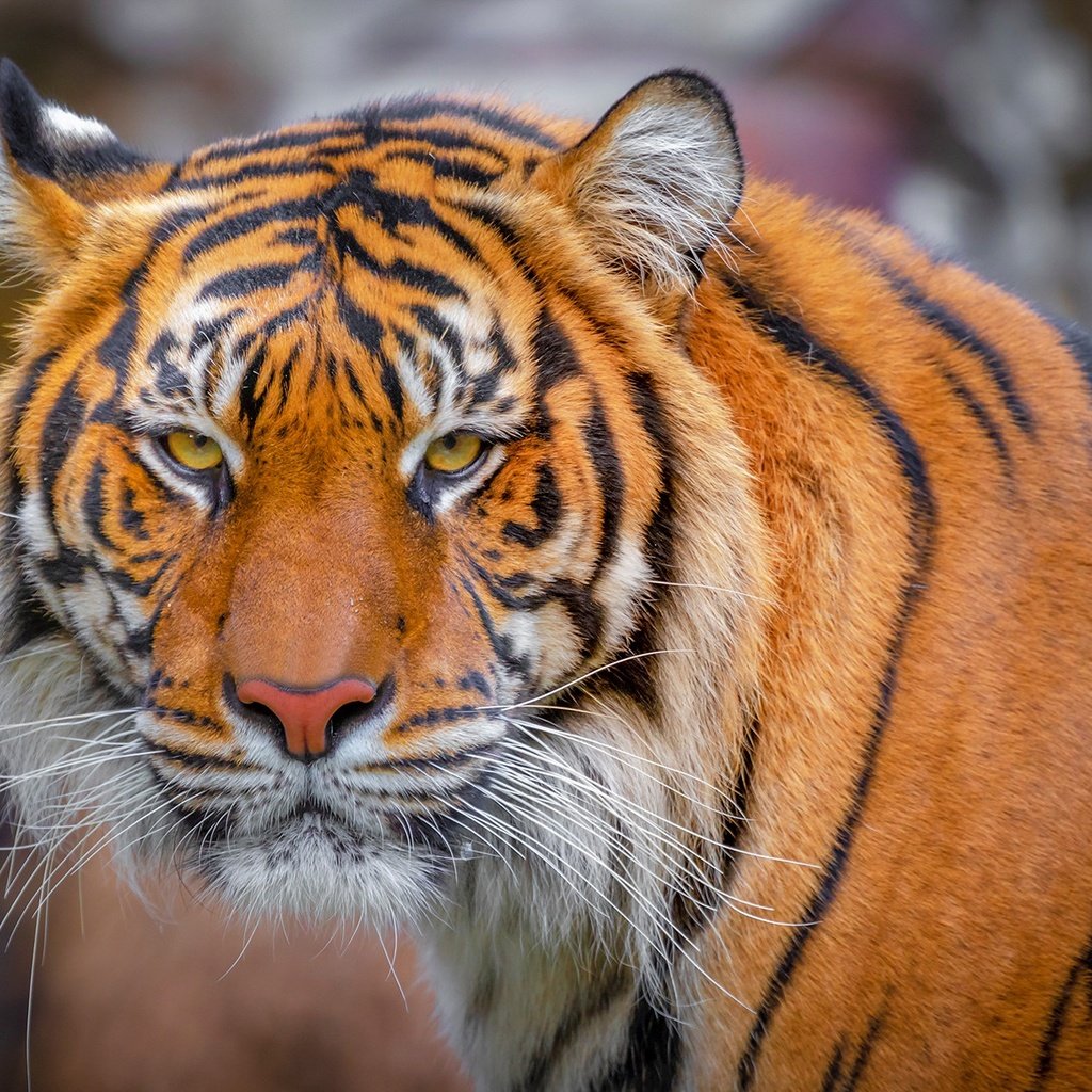 Обои тигр, морда, взгляд, tiger, face, look разрешение 1920x1261 Загрузить