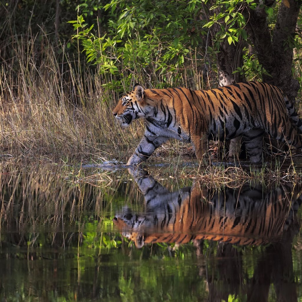 Обои тигр, прогулка, трава, природа, дерево, берег, лес, отражение, водоем, tiger, walk, grass, nature, tree, shore, forest, reflection, pond разрешение 2400x1600 Загрузить