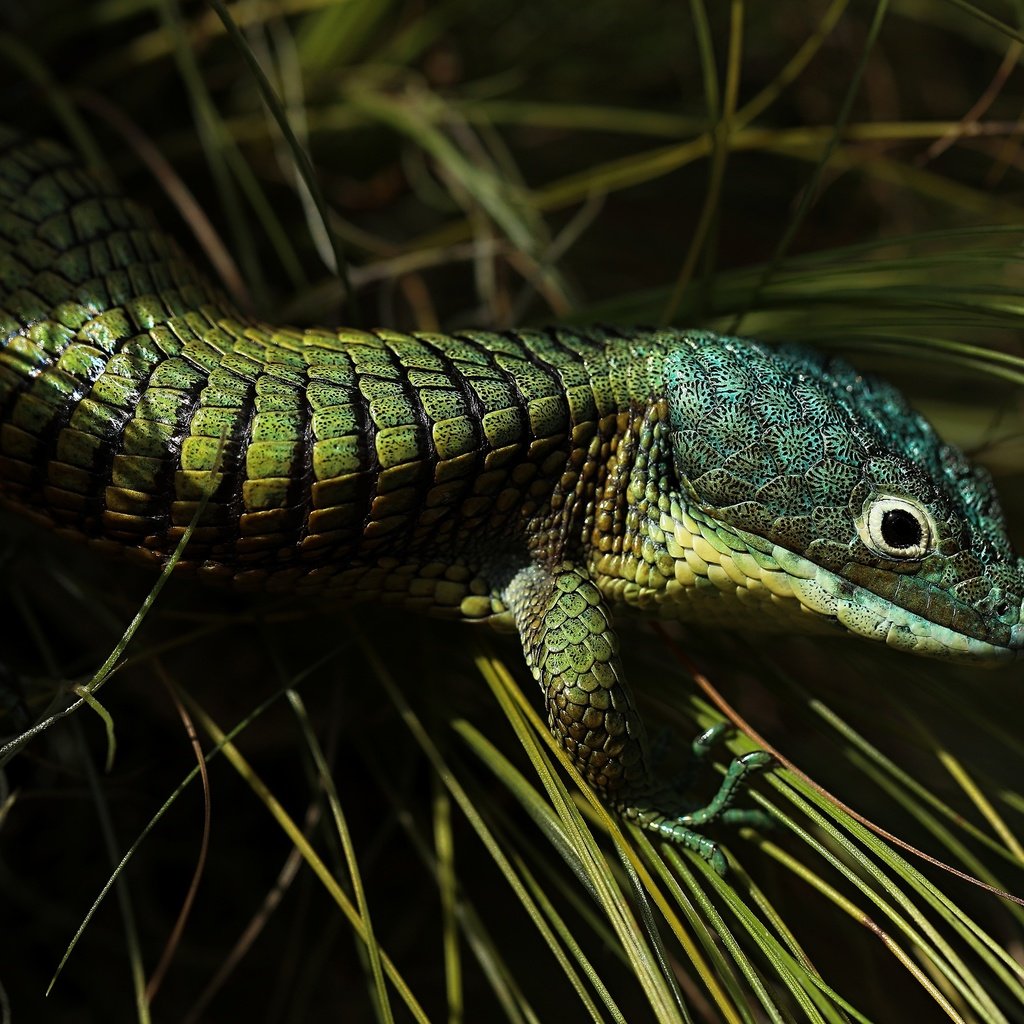 Обои трава, ящерица, темный фон, зеленая, рептилия, grass, lizard, the dark background, green, reptile разрешение 3840x2160 Загрузить