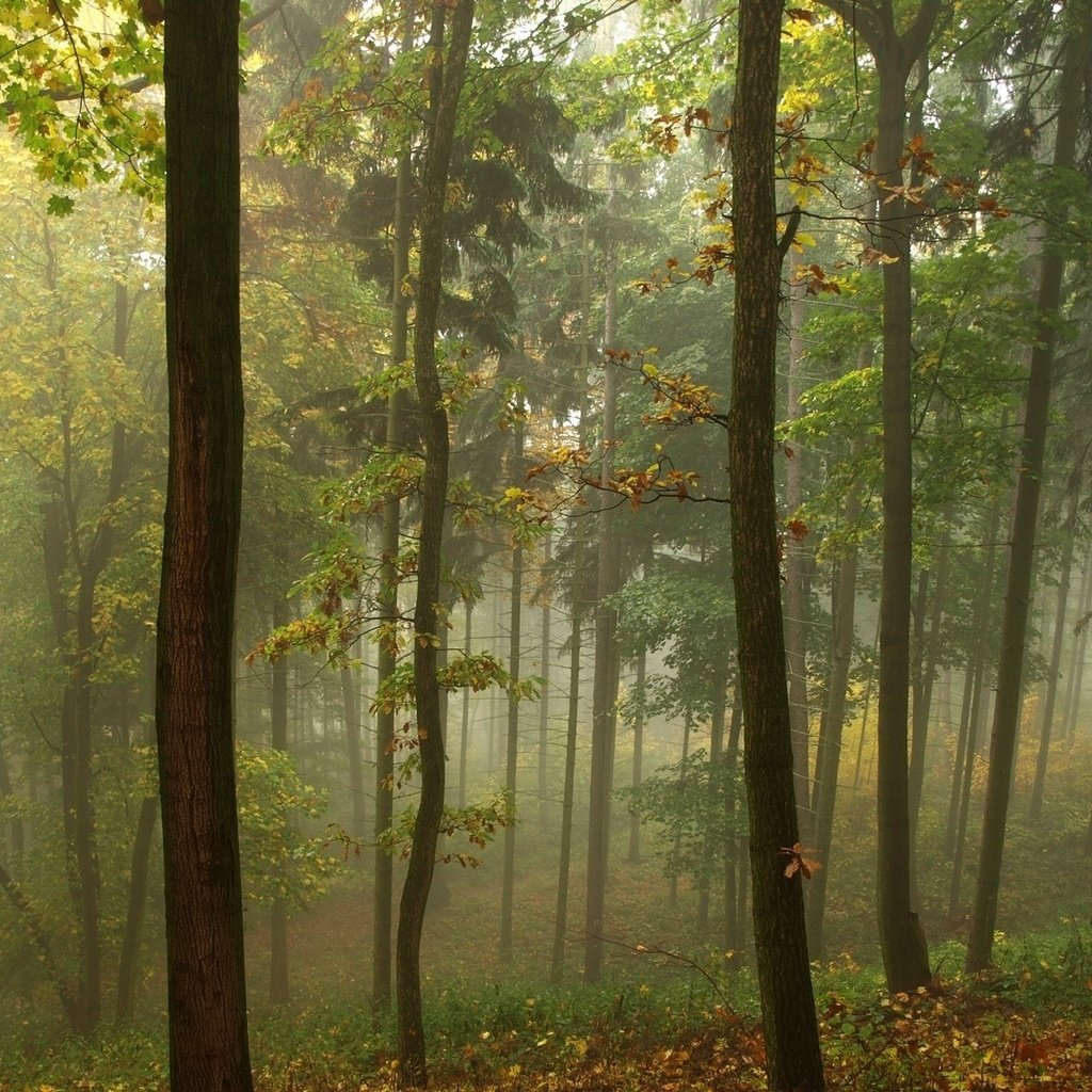 Обои трава, деревья, природа, лес, листья, туман, grass, trees, nature, forest, leaves, fog разрешение 1920x1200 Загрузить