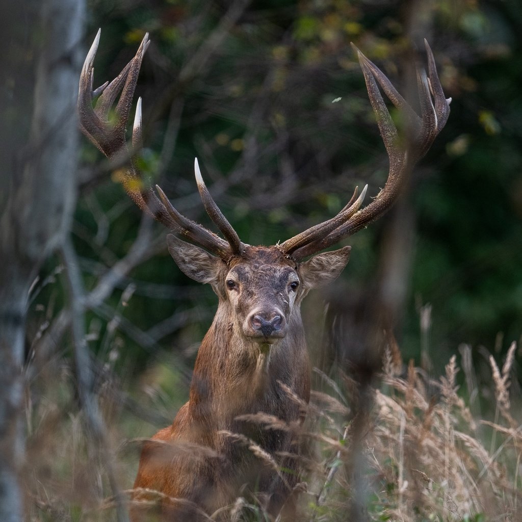 Обои трава, деревья, природа, лес, олень, животное, grass, trees, nature, forest, deer, animal разрешение 2047x1365 Загрузить