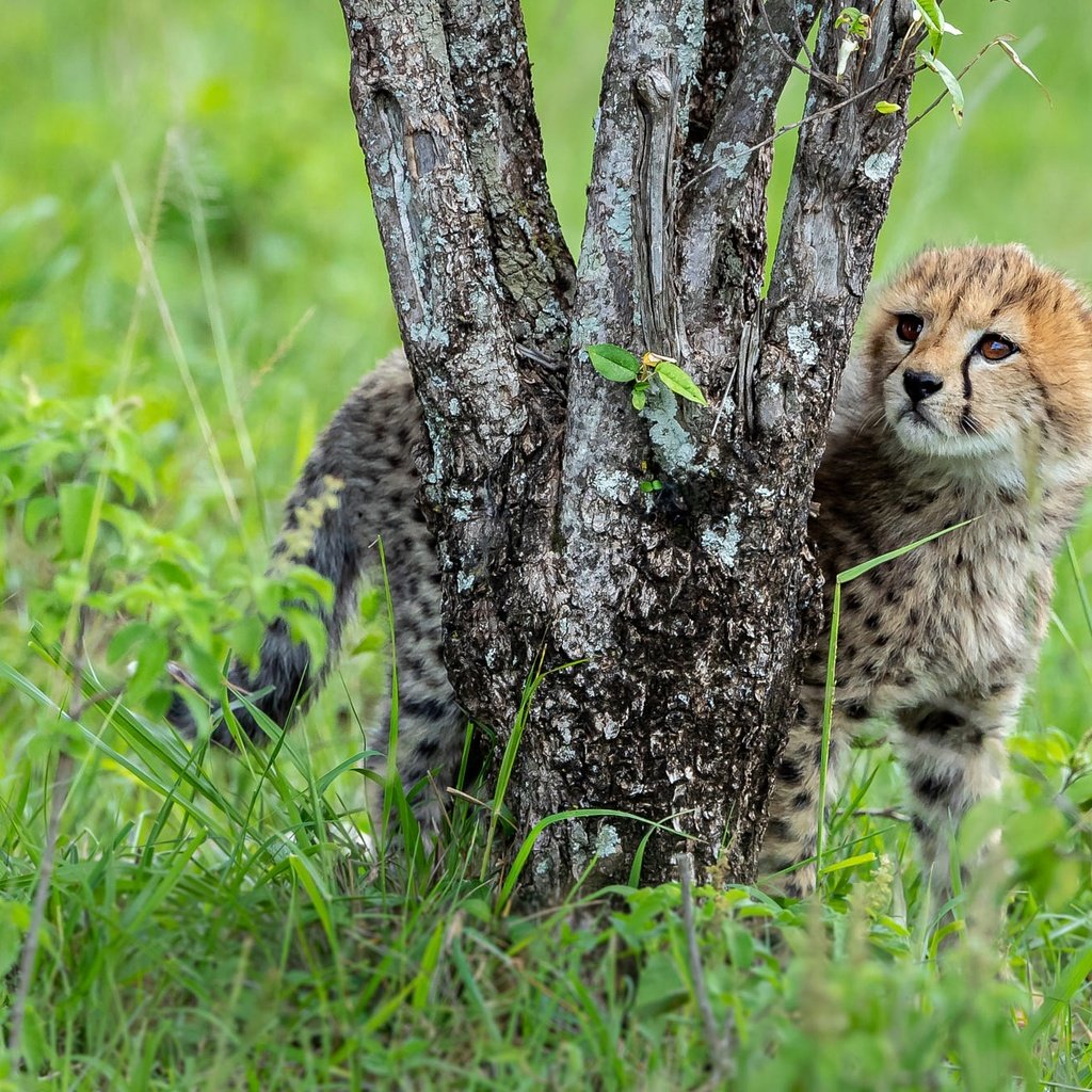 Обои трава, дерево, стволы, поляна, малыш, гепард, детеныш, grass, tree, trunks, glade, baby, cheetah, cub разрешение 2000x1334 Загрузить