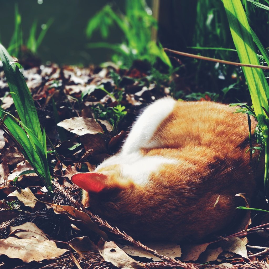 Обои трава, кот, спит, рыжий, grass, cat, sleeping, red разрешение 4608x3456 Загрузить