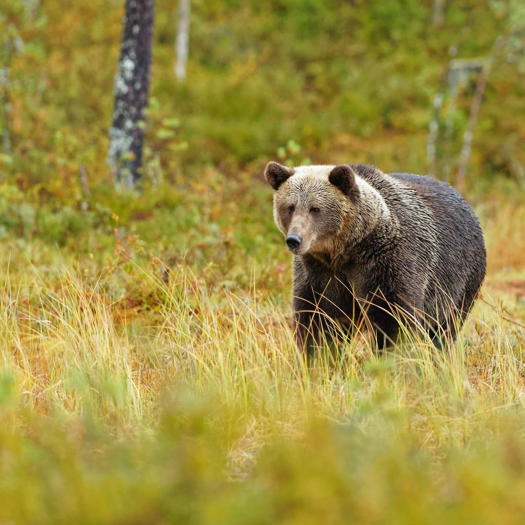 Обои трава, лес, медведь, поляна, прогулка, grass, forest, bear, glade, walk разрешение 3840x2560 Загрузить