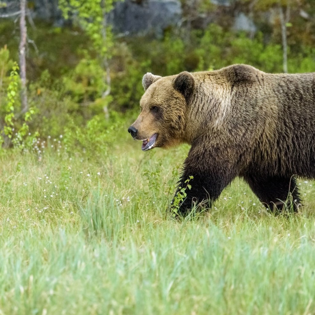 Обои трава, медведь, поляна, прогулка, grass, bear, glade, walk разрешение 3840x2160 Загрузить