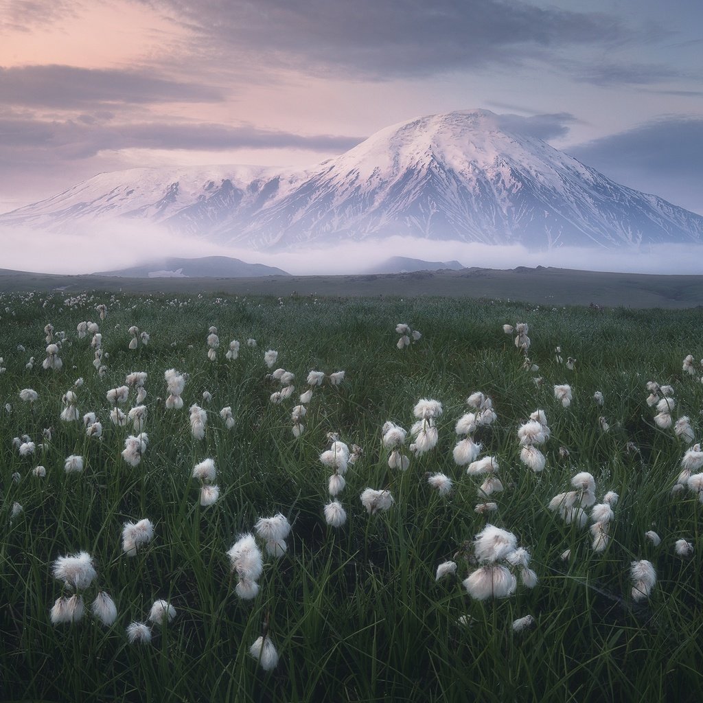 Обои трава, облака, природа, пейзаж, камчатка, луг, вулкан, пушица, grass, clouds, nature, landscape, kamchatka, meadow, the volcano, as cotton grass разрешение 2400x1599 Загрузить