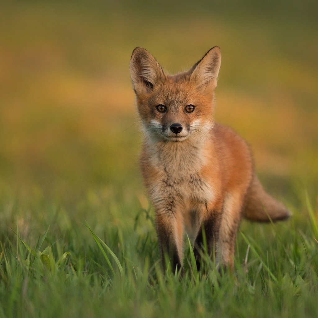 Обои трава, поляна, лиса, прогулка, лисенок, grass, glade, fox, walk разрешение 3906x2528 Загрузить