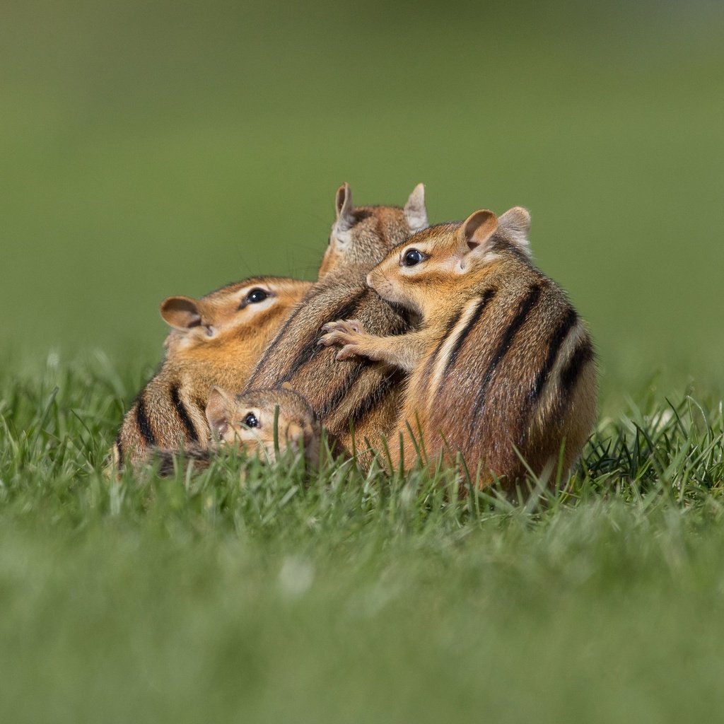 Обои трава, поза, поляна, бурундук, бурундуки, grass, pose, glade, chipmunk, chipmunks разрешение 3071x2299 Загрузить