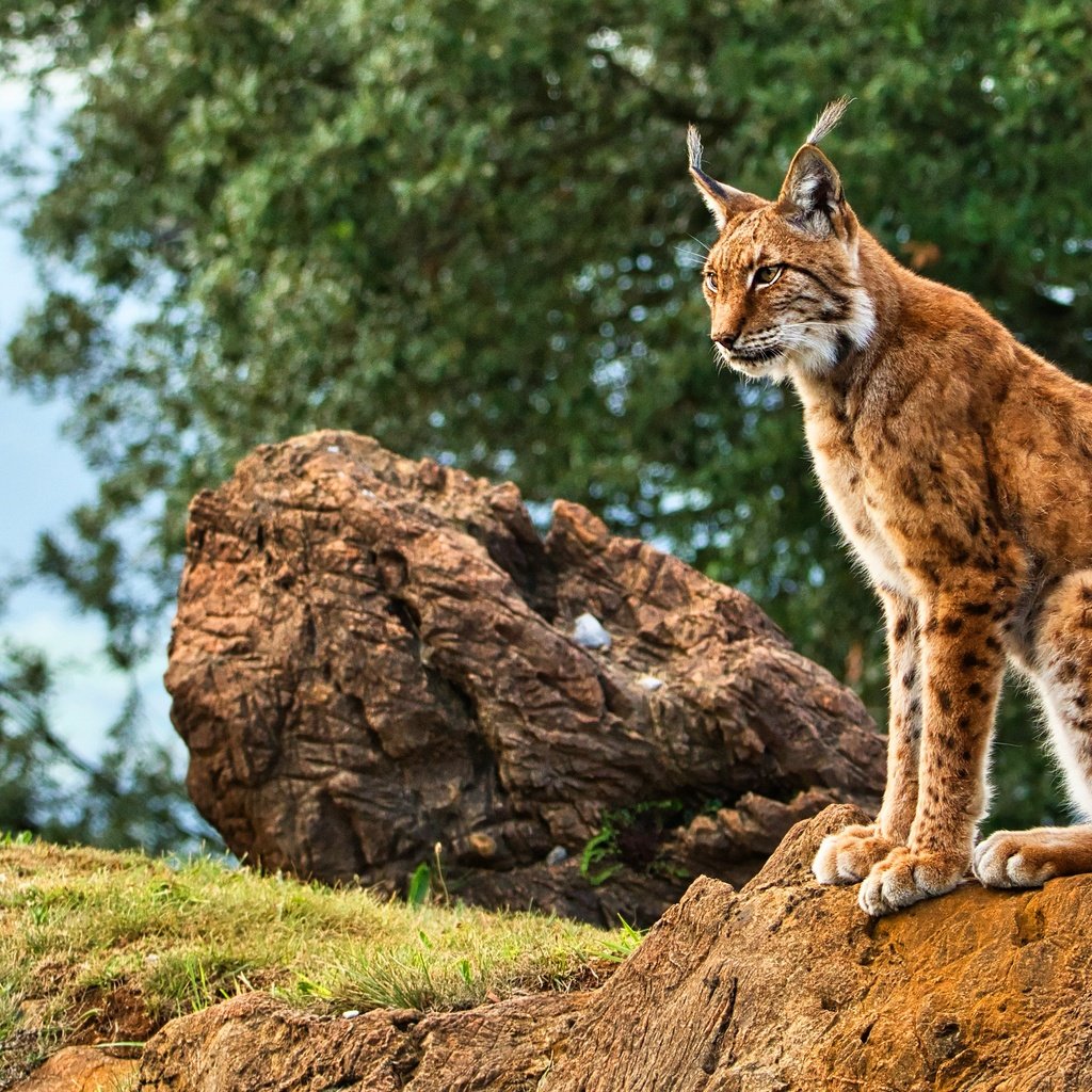 Обои трава, природа, дерево, камни, рысь, листва, сидит, боке, grass, nature, tree, stones, lynx, foliage, sitting, bokeh разрешение 3840x2160 Загрузить