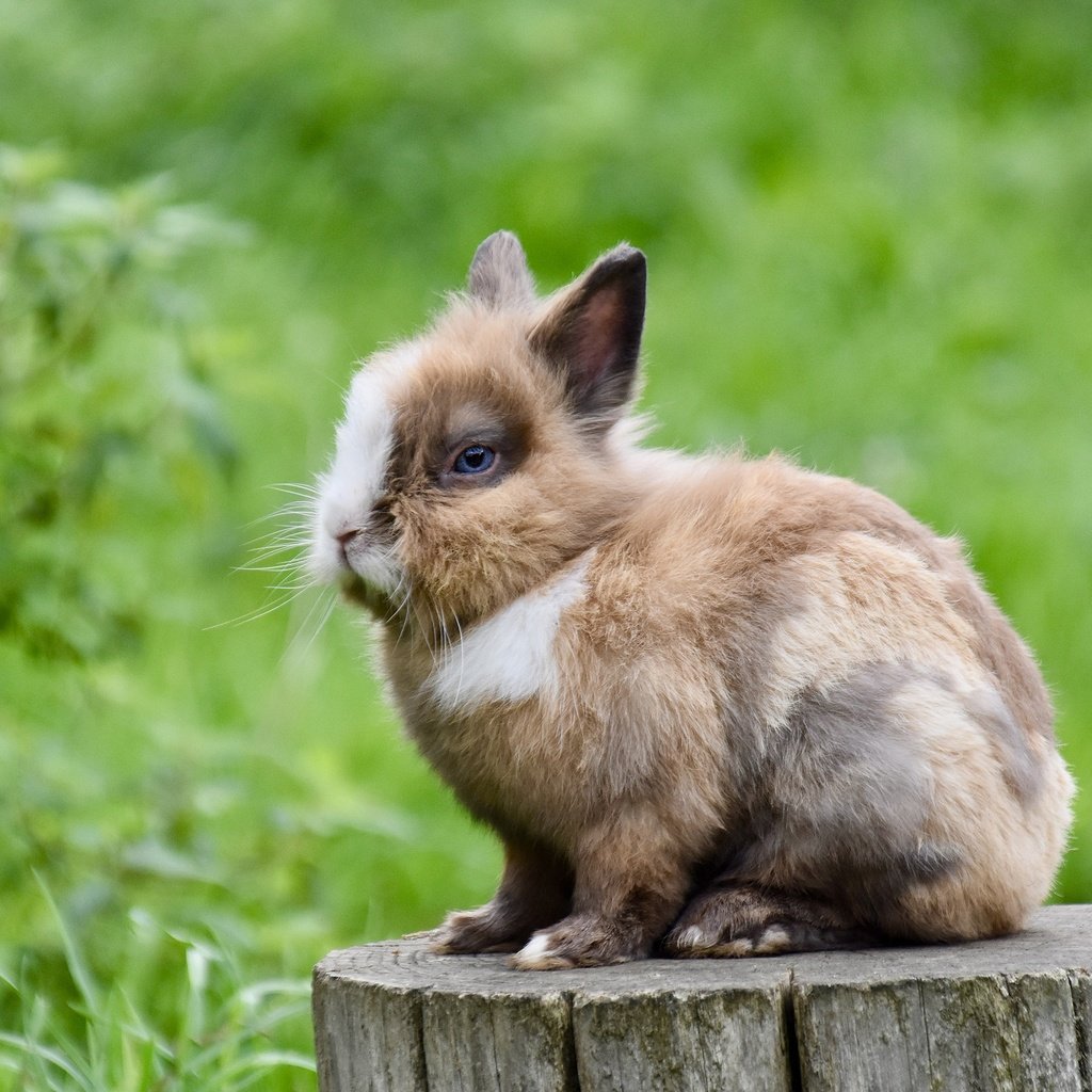 Обои трава, природа, кролик, пень, заяц, пятнистый, grass, nature, rabbit, stump, hare, spotted разрешение 2560x1706 Загрузить