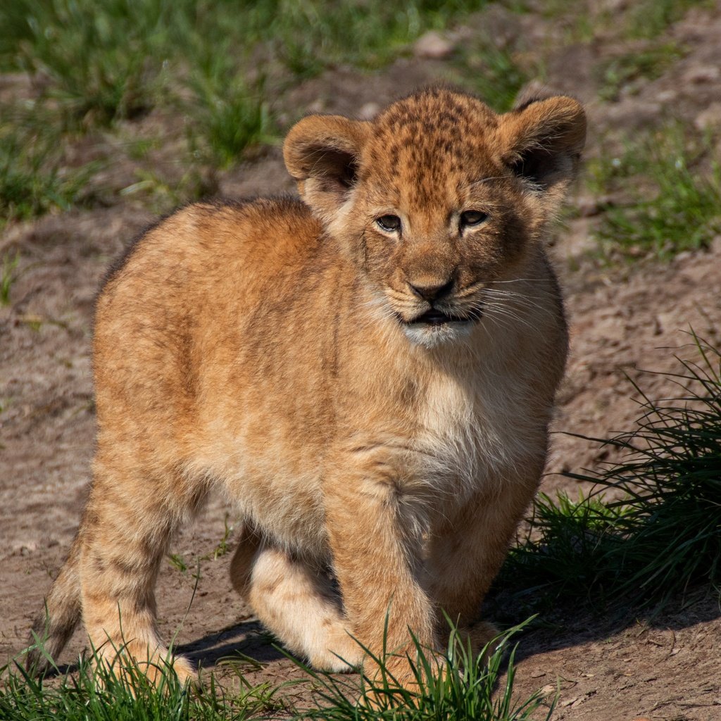 Обои трава, природа, поза, мордашка, малыш, львёнок, grass, nature, pose, face, baby, lion разрешение 4598x2921 Загрузить