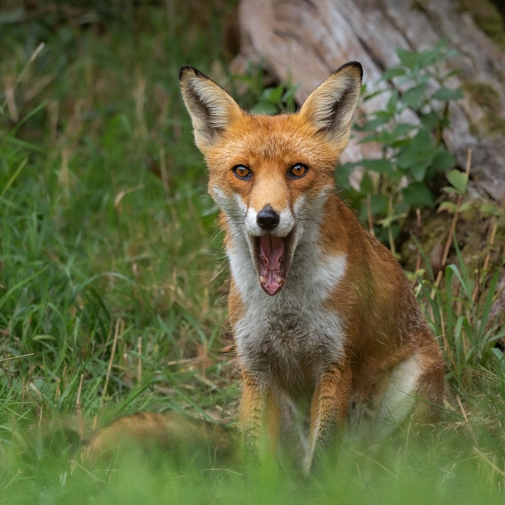 Обои трава, природа, рыжая, лиса, сидит, язык, пасть, бревно, grass, nature, red, fox, sitting, language, mouth, log разрешение 1920x1080 Загрузить