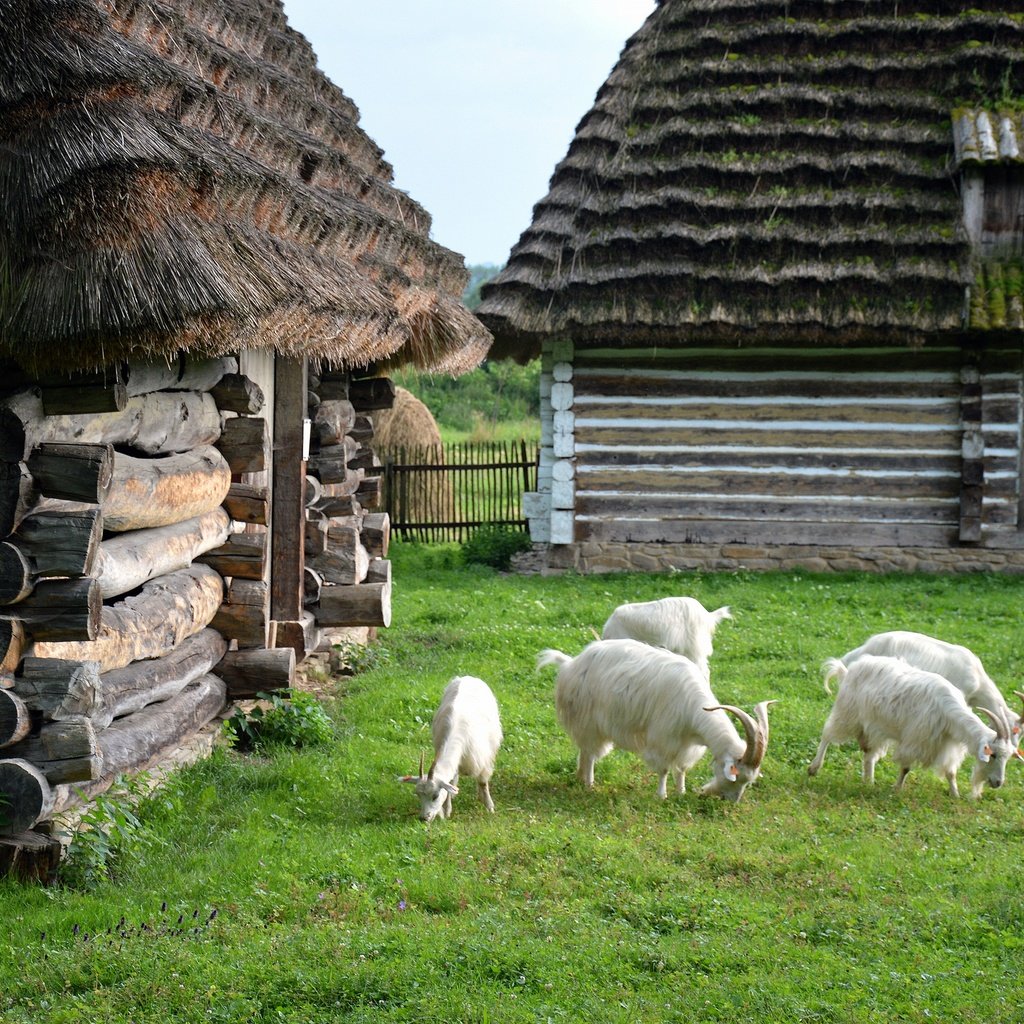 Обои зелень, лето, домики, коза, лужайка, крыши, козел, greens, summer, houses, goat, lawn, roof разрешение 2880x1915 Загрузить