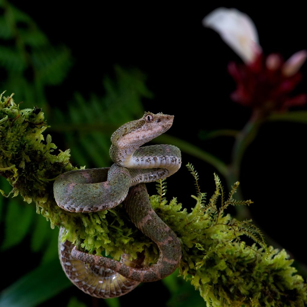 Обои ветка, цветок, змея, мох, черный фон, серая, branch, flower, snake, moss, black background, grey разрешение 3840x2556 Загрузить