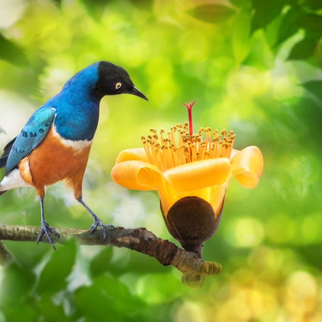 Обои ветка, fuyi chen, природа, дерево, цветок, листва, птица, тайвань, боке, branch, nature, tree, flower, foliage, bird, taiwan, bokeh разрешение 2000x1333 Загрузить