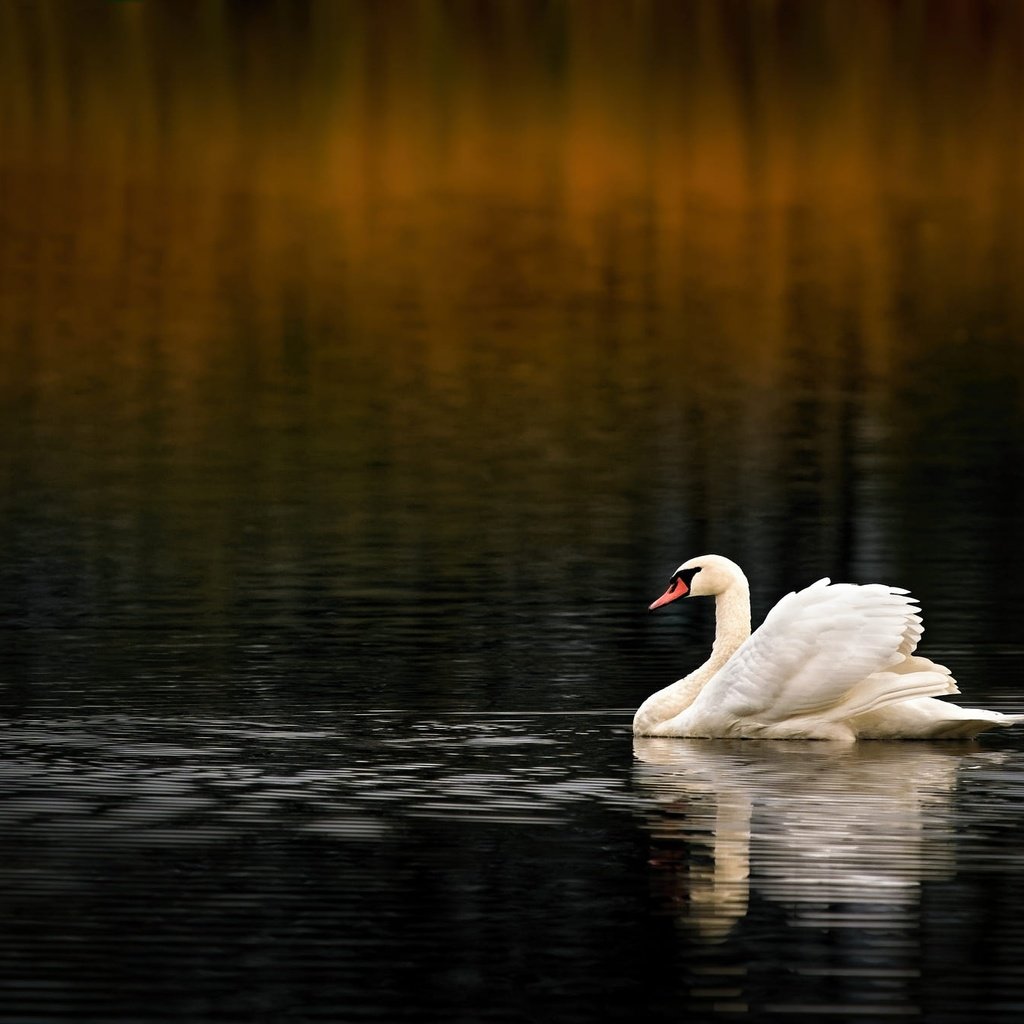 Обои вода, водоем, птица, темный фон, плавание, лебедь, боке, water, pond, bird, the dark background, swimming, swan, bokeh разрешение 2000x1339 Загрузить