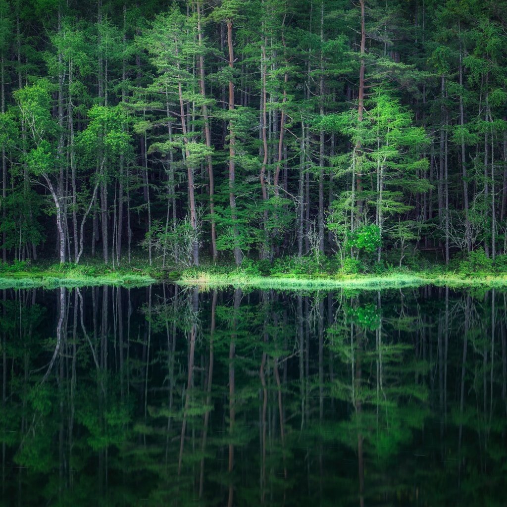 Обои вода, лес, отражение, water, forest, reflection разрешение 2500x1406 Загрузить