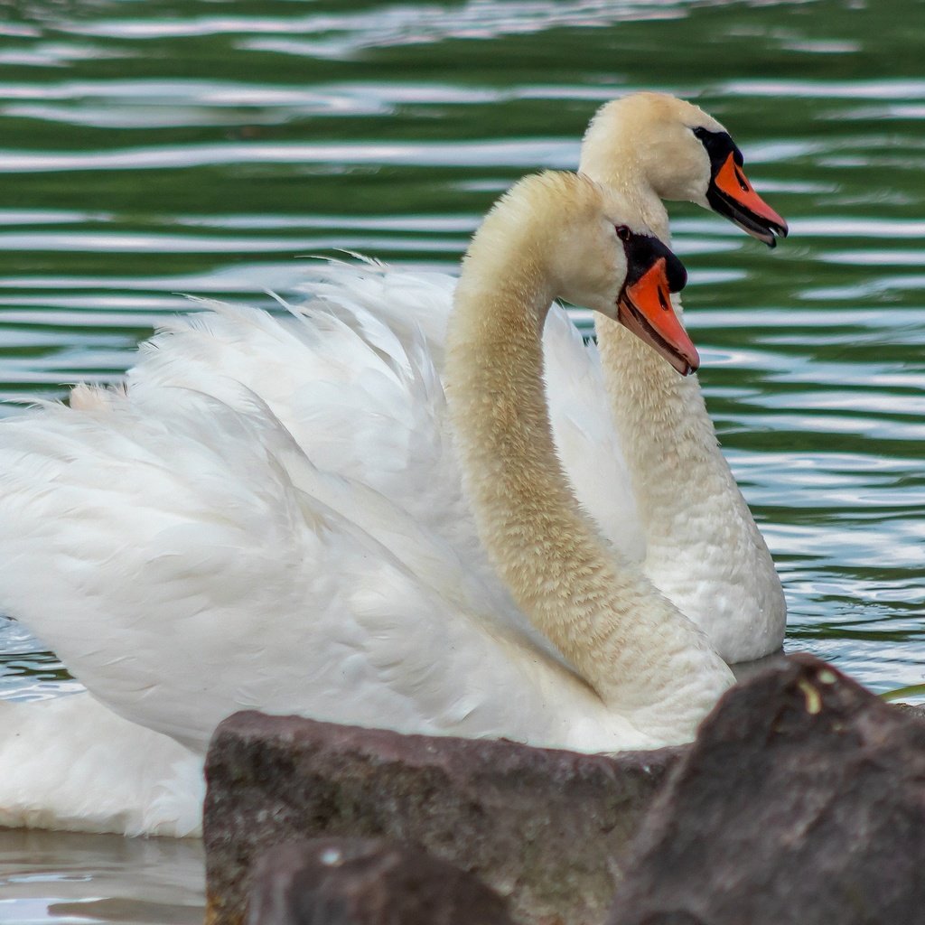 Обои водоем, пара, белые, лебеди, pond, pair, white, swans разрешение 2880x1620 Загрузить