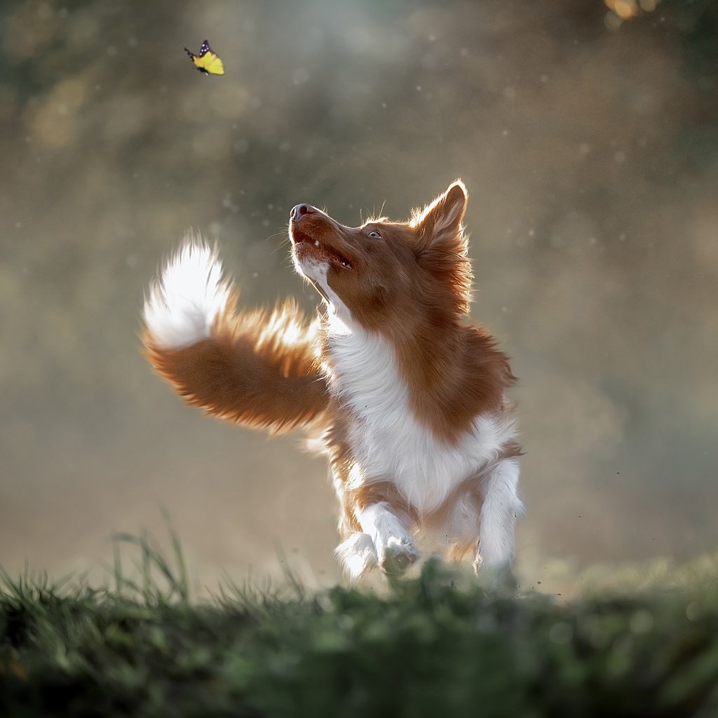 Обои бабочка, собака, прогулка, боке, butterfly, dog, walk, bokeh разрешение 2560x1707 Загрузить