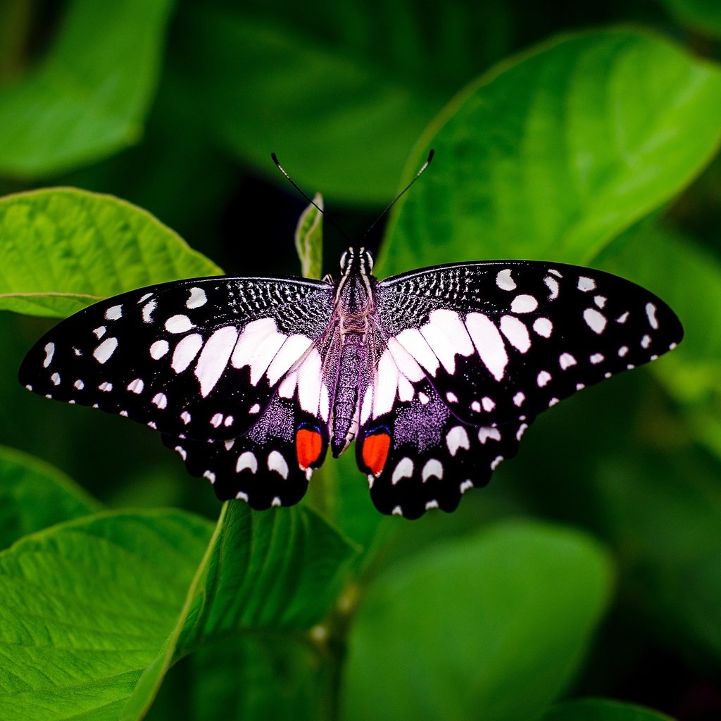 Обои бабочка, зеленые листья, butterfly, green leaves разрешение 2560x1707 Загрузить