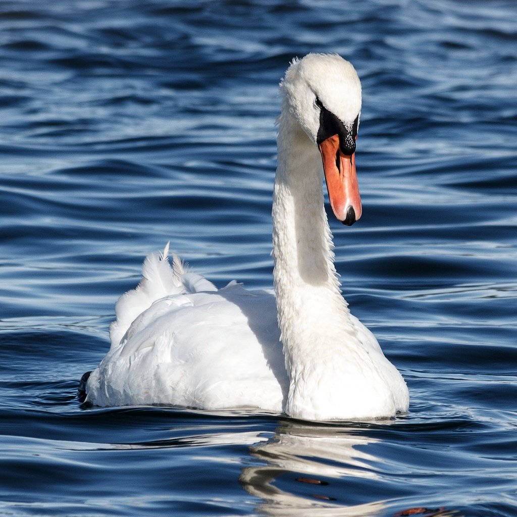 Обои белый, водоем, птица, голубой фон, лебедь, white, pond, bird, blue background, swan разрешение 2880x1620 Загрузить