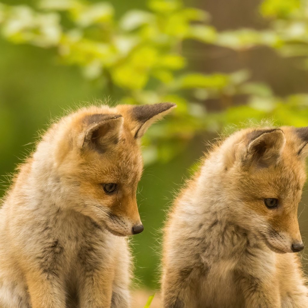 Обои боке, рыжие, детеныши, лисята, лисы, bokeh, red, cubs, fox разрешение 1920x1280 Загрузить