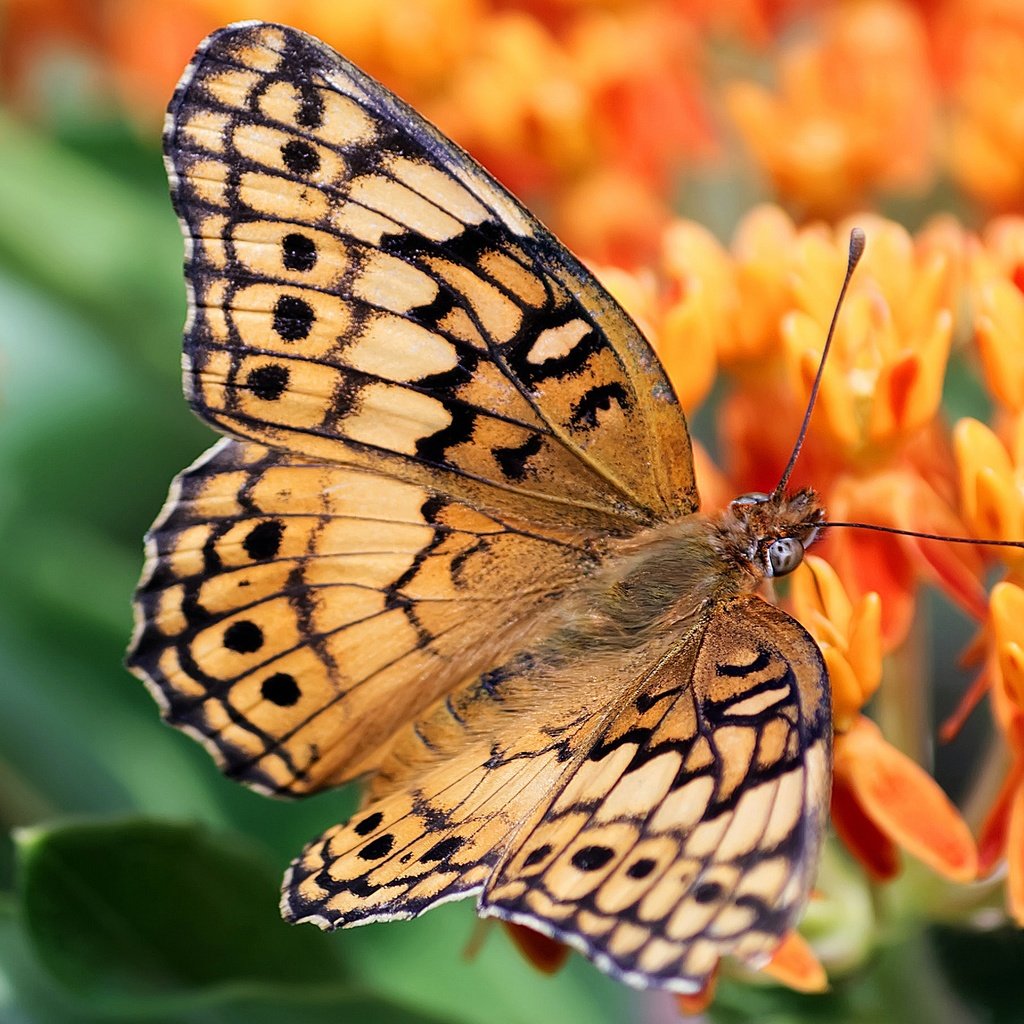 Обои цветы, бабочка, оранжевые, боке, flowers, butterfly, orange, bokeh разрешение 2880x1620 Загрузить