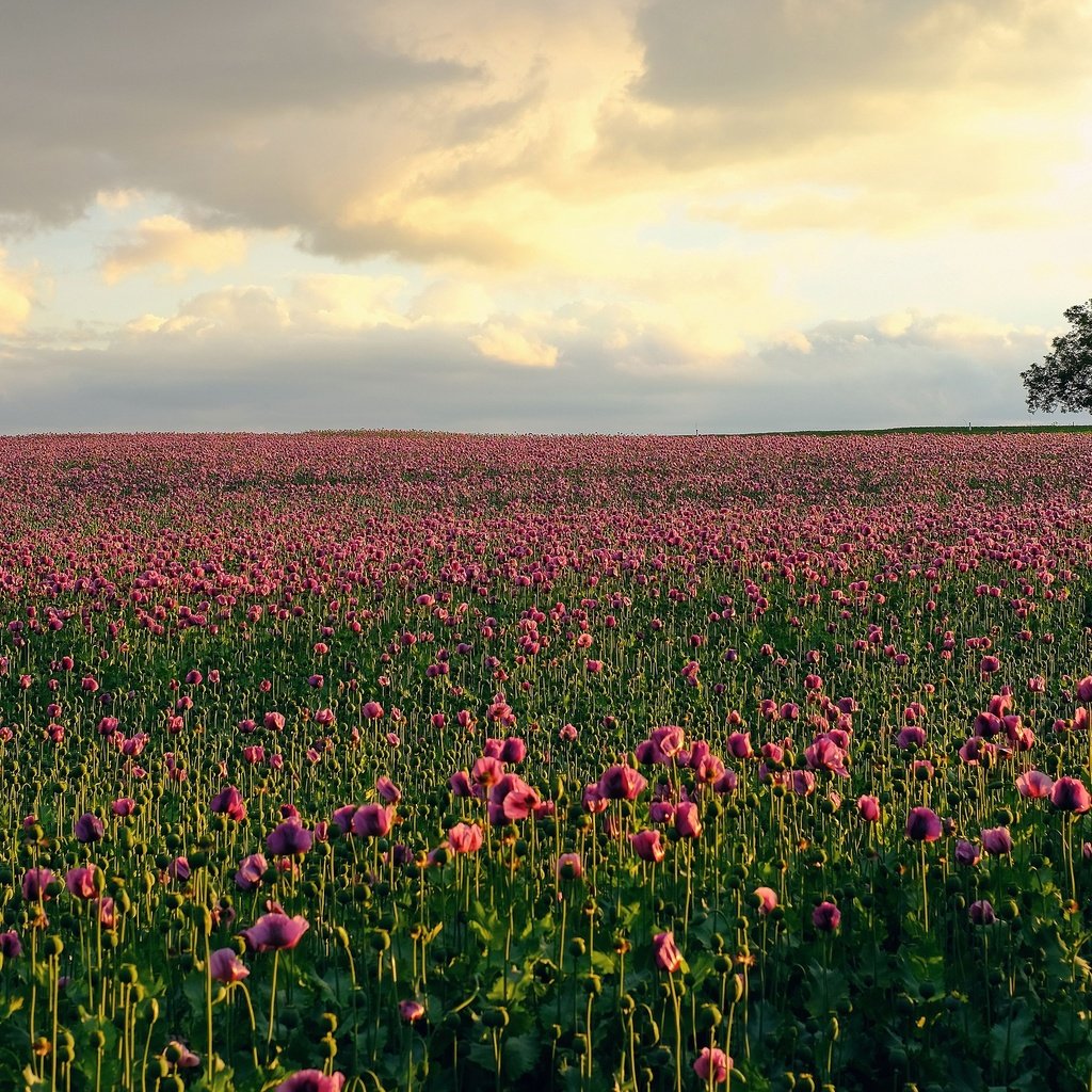 Обои цветы, дом, домик, тюльпаны, розовые, плантация, flowers, house, tulips, pink, plantation разрешение 3840x2160 Загрузить