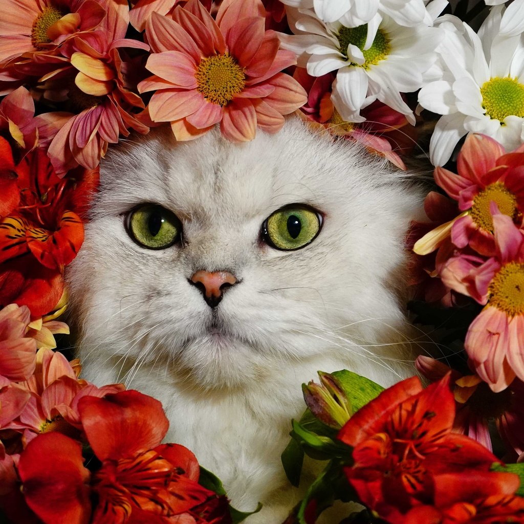 Обои цветы, кот, белый, flowers, cat, white разрешение 4572x3234 Загрузить